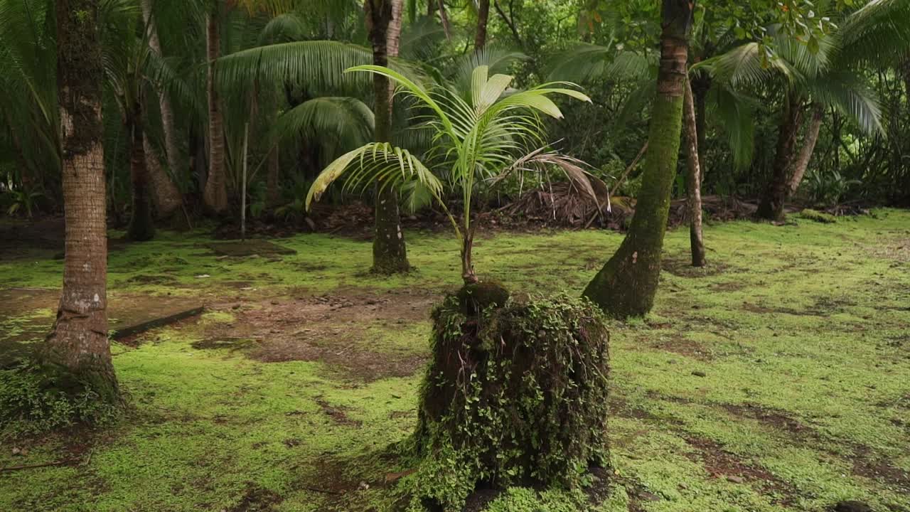 planta tropical que crece en un tocón de árbol