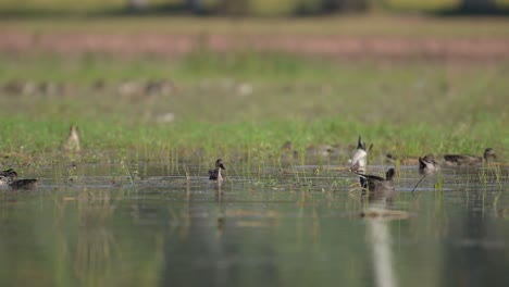 Bandada-De-Patos-Alimentándose-En-Humedales