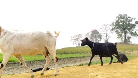 pregnant black bengal goats walking in rural dirt road beside paddy field