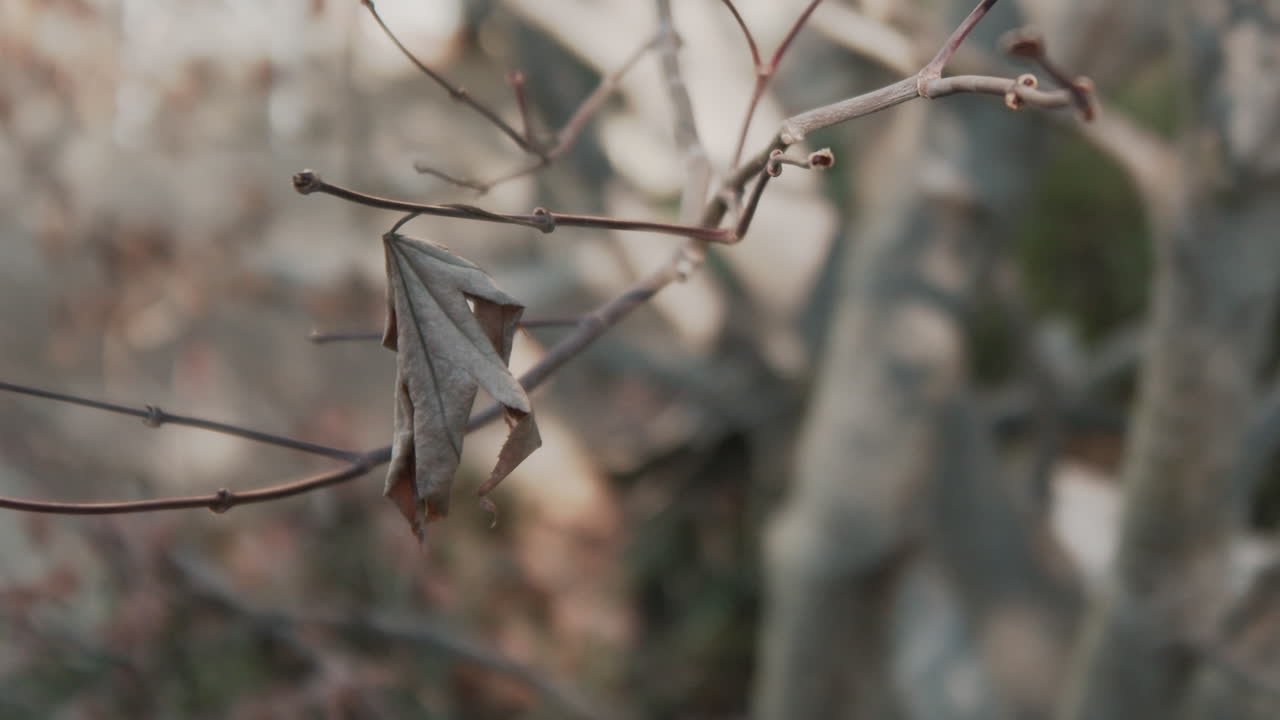 Medium time-lapse of dead leaf hanging from tree branch twitching in the wind