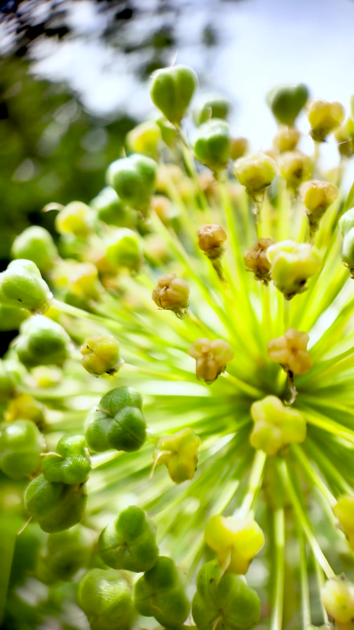 Una vista ravvicinata di un'infiorescenza di Allium, che evidenzia i suoi intricati boccioli verdi e gialli. Video verticale.