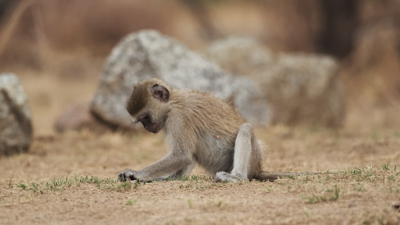 joven mono vervet tirando y comiendo hierba del suelo en áfrica