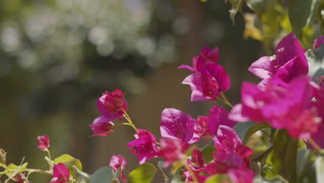 pretty pink close up of flowers blowing gently in the wind focus pull and soft pan