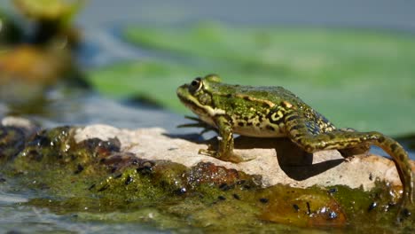 super slow motion of wild frog moving on outstanding rock of lake during sunny day,close up