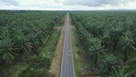 Drone-Hacia-Arriba-Sobre-Un-Largo-Camino-A-Través-De-Una-Plantación-De-Palmeras,-Costa-Rica