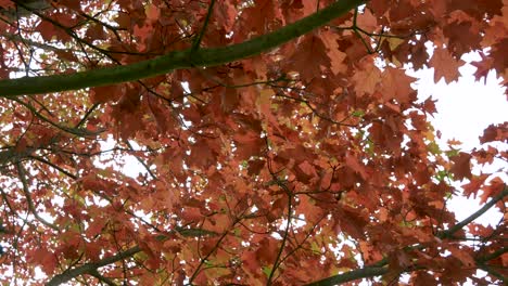rama de un árbol de otoño con hojas desde abajo