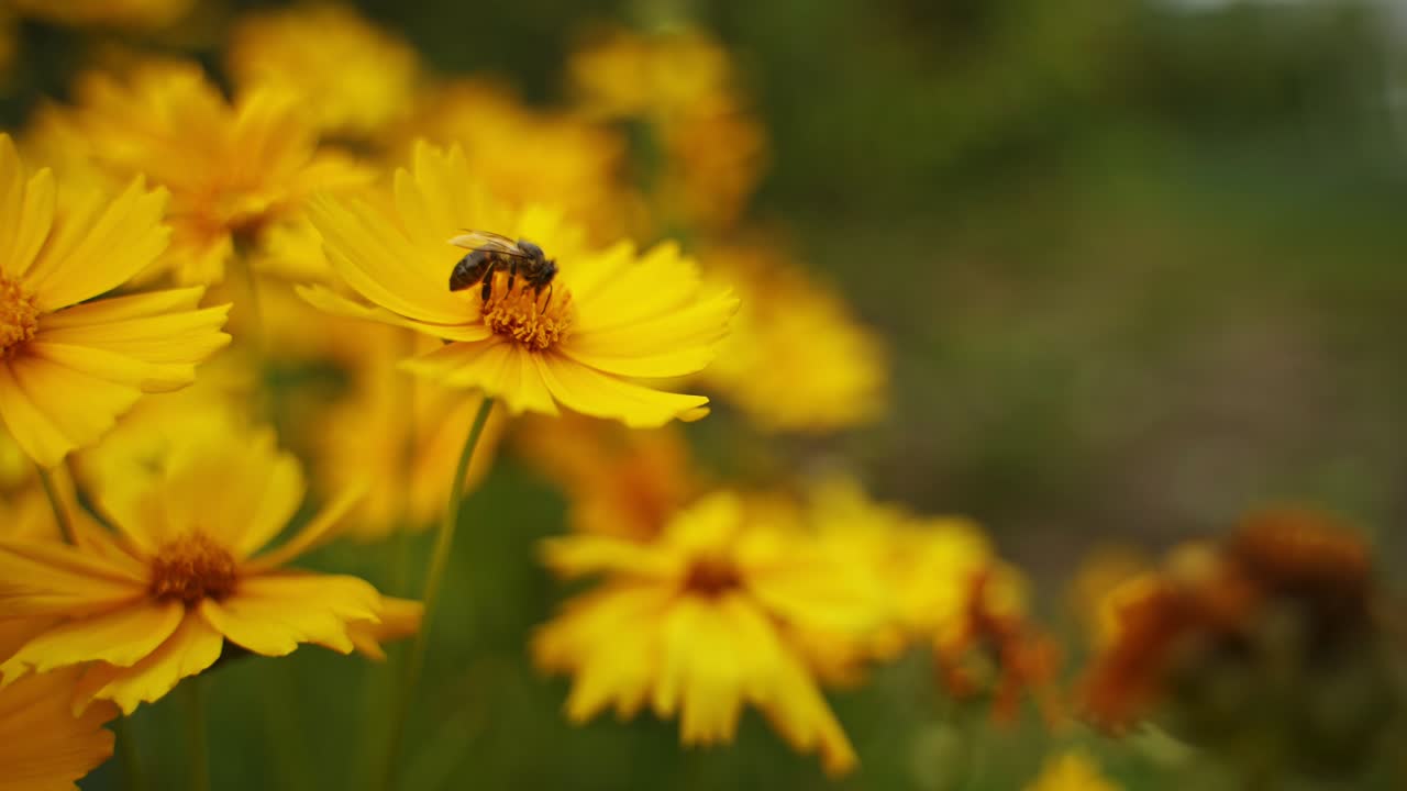 Ape su fiore giallo. Ape che raccoglie polline su fiore giallo.