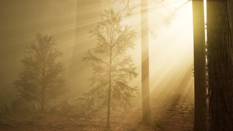 Herbstwald-Und-Bäume-Im-Morgennebel