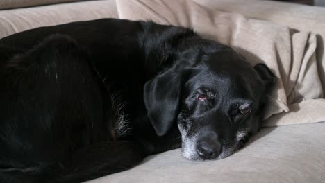 a drowsy senior black dog on the couch