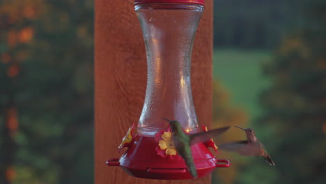 colorado hummingbirds group party in flight landing on bird feeder ruby throated rufous beautiful sunset golden hour summer aspen usa evergreen vail animal nature cinematic slow motion slider close up