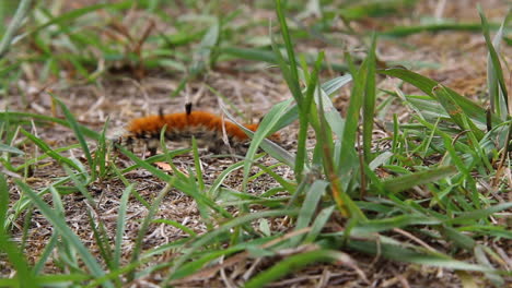 orange and black milkweed tussock caterpillar explores grassy ground