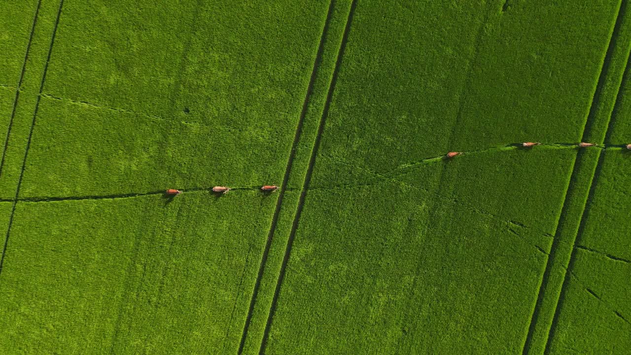 animales corriendo en la hierba vista de dron