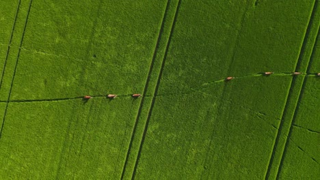 Laufende-Tiere-Im-Gras-Drohnenansicht