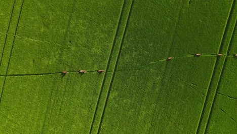 running animals in the grass drone view