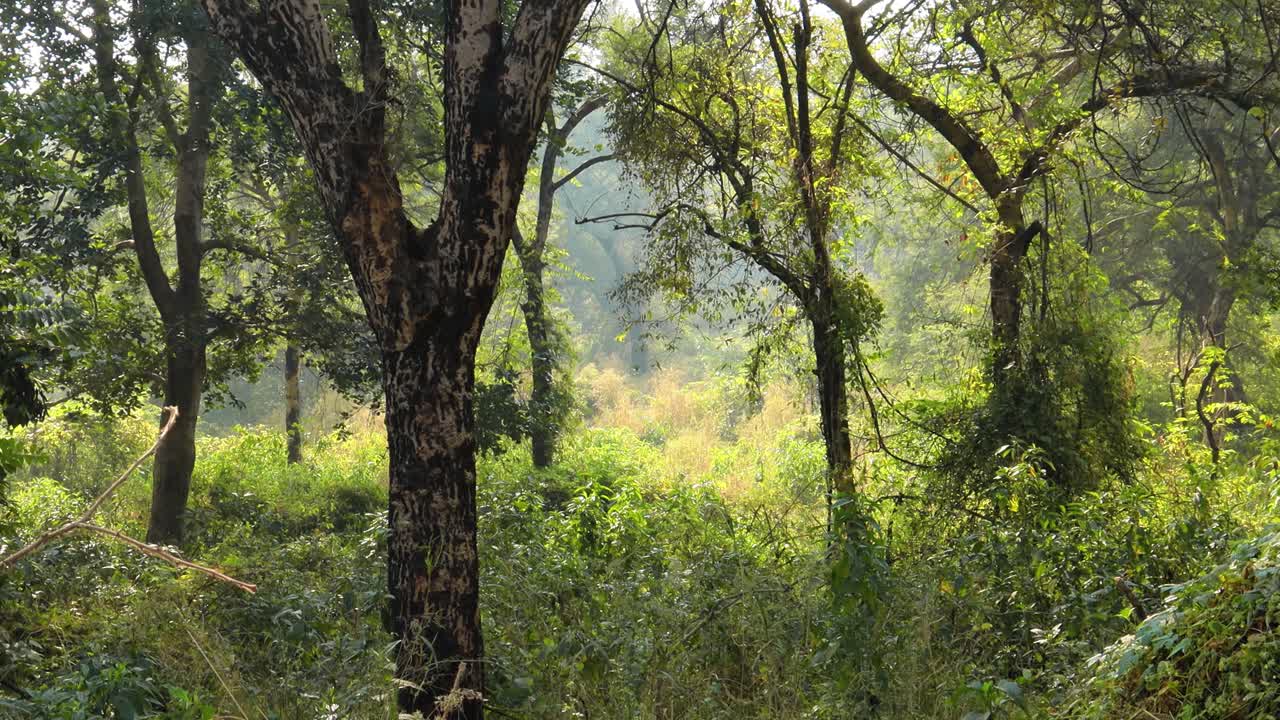 जंगल भारत। रणथंभौर राष्ट्रीय उद्यान राजस्थान भारत। भारत की सुंदर प्रकृति