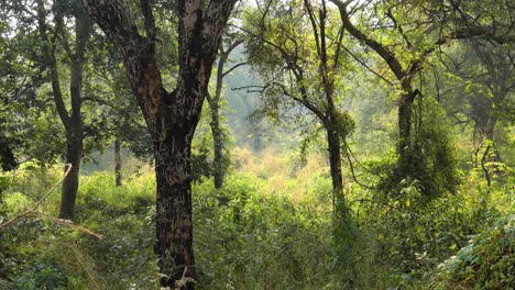 Dschungel-Indien.-Ranthambore-Nationalpark,-Rajasthan,-Indien.-Wunderschöne-Natur-Indiens