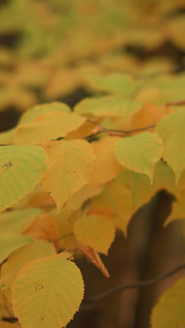 primer plano de hermosas hojas de otoño que se vuelven amarillas y naranjas, con un fondo suave con árboles, mostrando los colores vibrantes y la belleza de la naturaleza de otoño