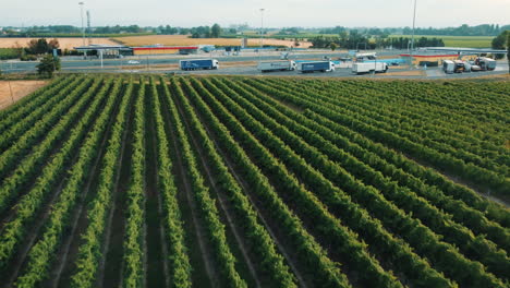 vineyard and highway intersection