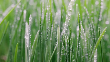 green grass close-up super macro shooting.