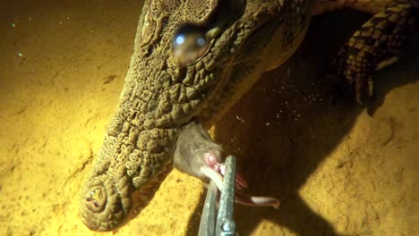cocodrilo del nilo pov alimentacion bajo el agua super cámara lenta miedo