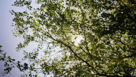 Zweige-Und-Blätter-Wehen-In-Der-Warmen-Sommerbrise