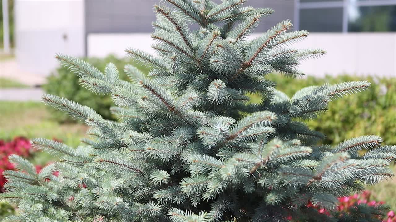 푸른 소나무 의 근접 사진