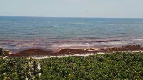 sargasso weed at the shores of sian kaan biosphere lagoon near tulum in mexico. aerial drone shot