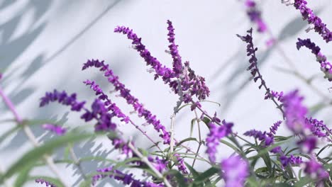 Tallos-De-Flores-De-Lavanda-Meciéndose-En-El-Viento,-Fondo-Blanco,-Soleado