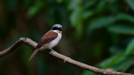 The-Tiger-Shrike-got-its-name-from-the-Tiger-like-pattern-on-its-feathers-as-it-is-also-a-predator-of-a-bird-that-feeds-on-insects,-very-small-mammals,-and-even-birds-of-its-size