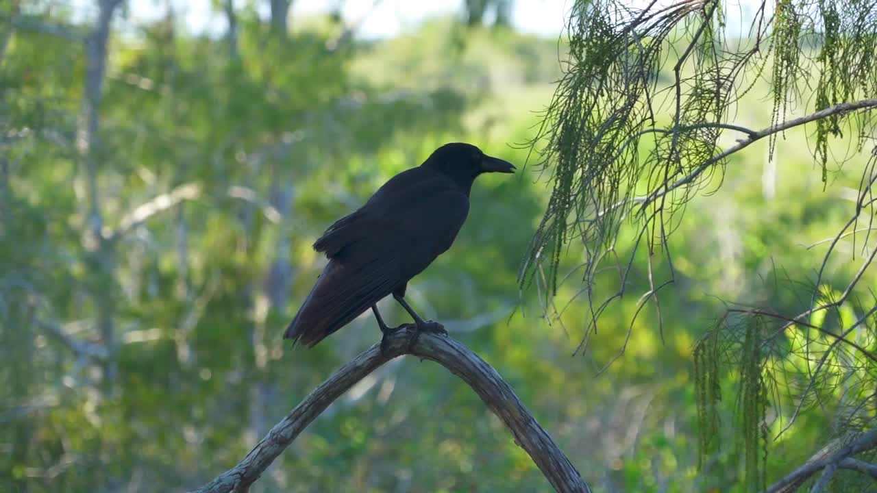 pájaro negro posado en un palo que agita las plumas con la boca abierta antes de volar