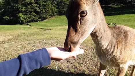 deers are getting fed with the hand of a person in slowmotion