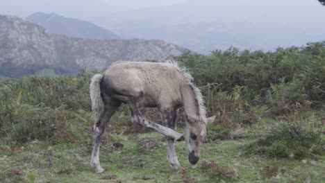 wild horse scratching himself, green meadow, mountains at the background, static shot