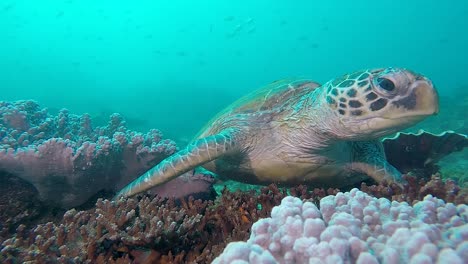 an underwater video of a large green sea turtle resting on a colourful reef
