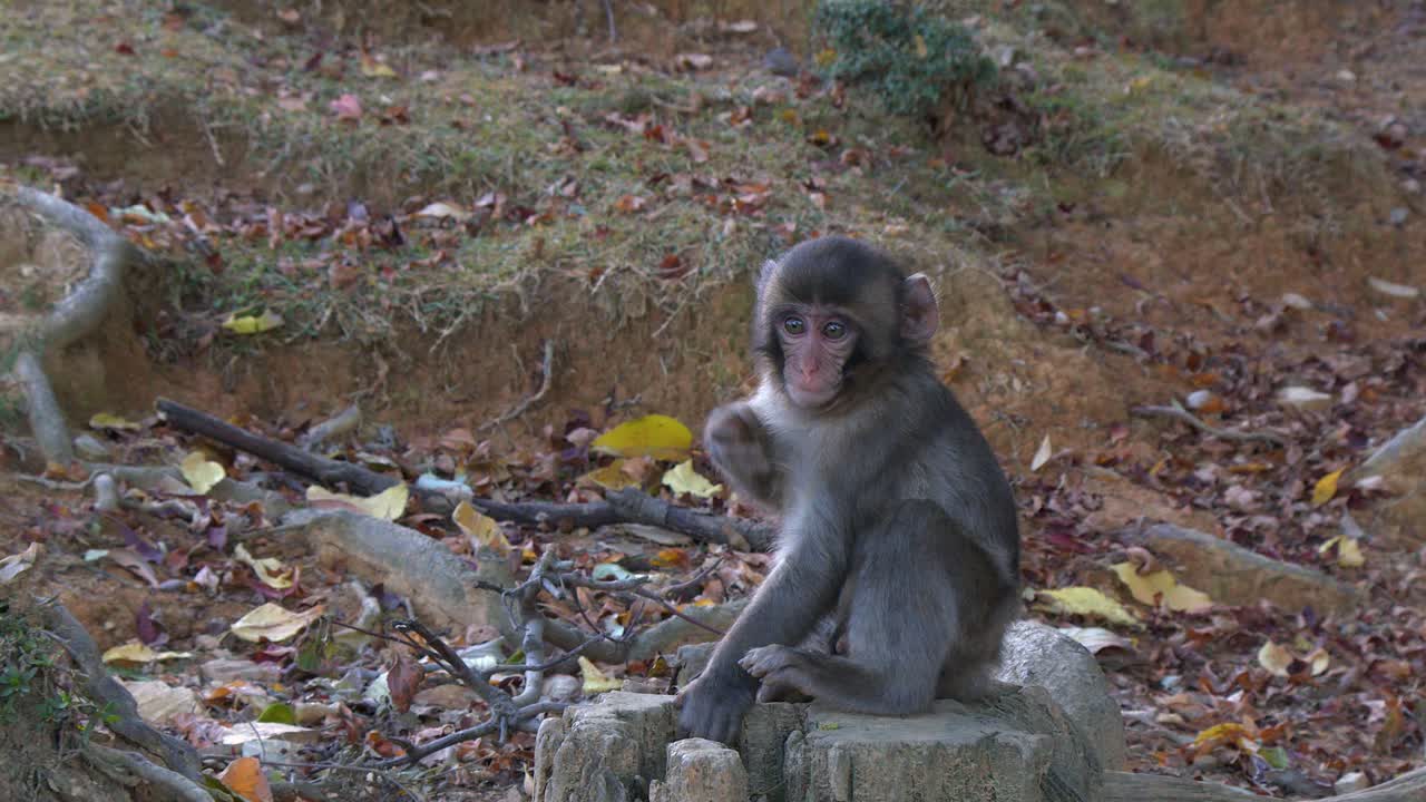 Cute baby Macaque monkey poses on tree stump at Iwatayama Park, Kyoto