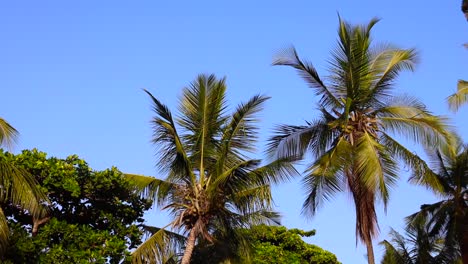 playa idílica con palmeras en las maldivas, océano índico