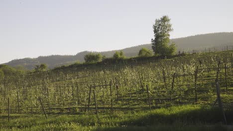 apple trees in orchard located in lier, norway on sunny day