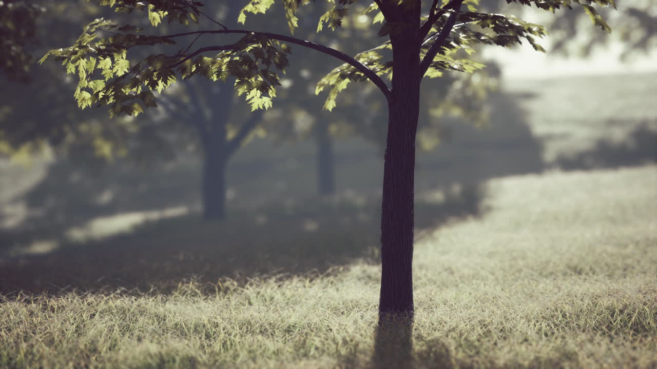 아침  ⁇ 빛으로 큰 마당을 가진 초록색 잔디 ⁇