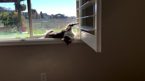 a cat sits in a window with a view to the outside and stretches and rolls about in a cute and playful way