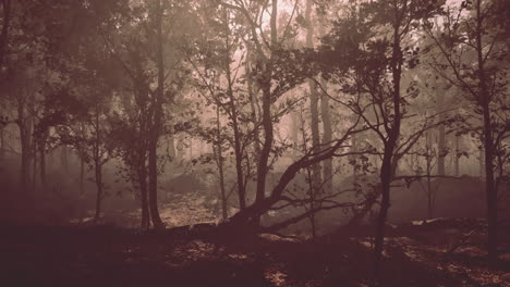 Camino-A-Través-Del-Bosque-Oscuro-En-Otoño