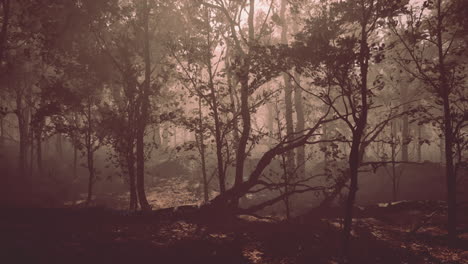 road through dark forest in autumn
