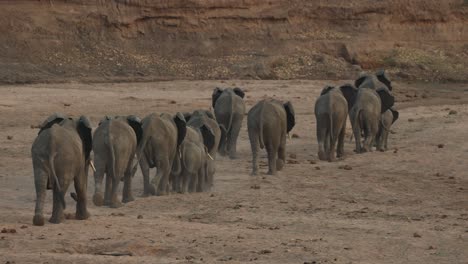 elephants walking through a dry riverbed in single file, mashatu game reserve.
