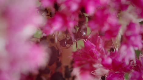 closeup of black garden ant in purple flowers in garden collecting nectar