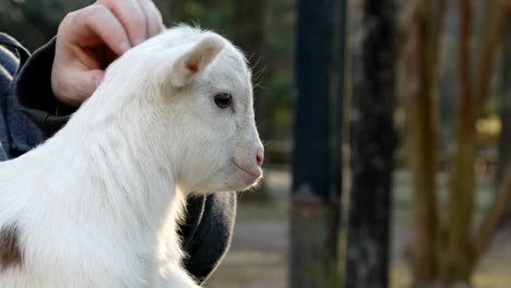 close-up baby goat bleating and getting head scratched