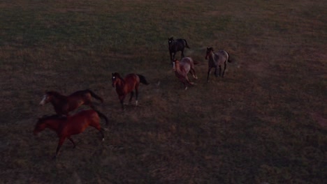 antena, manada de caballos corriendo en un campo de rancho durante el atardecer, cielo pastel