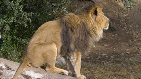 Toma-En-Cámara-Lenta-De-Un-León-Sentado-En-Una-Roca-Observando-Su-Entorno