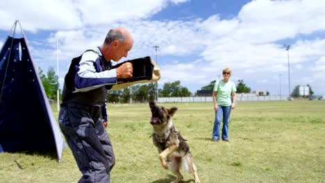 trainer training a shepherd dog in the field 4k