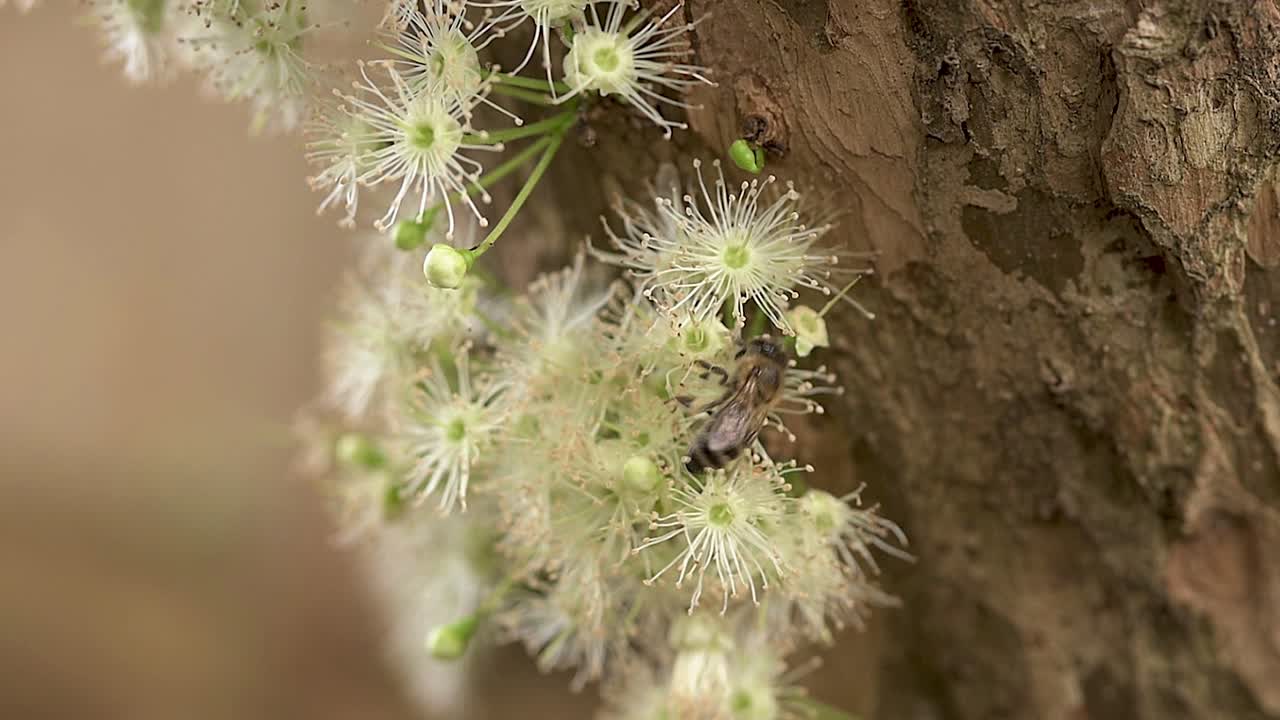Detail of a bee pollinating the flowers of the &amp;quot;Jabutica trees&amp;quot;, a plant native to Brazil