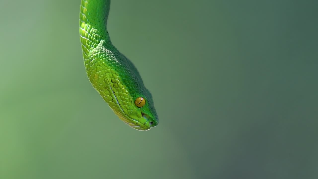 белощекая питвипер - ядовитая питвипер, эндемик юго-восточной азии, часто встречается ночью, поджидая на ветке или сучьях дерева вблизи водоема с большим количеством пищи.