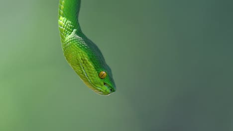 La-Víbora-De-Labios-Blancos-Es-Una-Víbora-Venenosa-Endémica-Del-Sudeste-Asiático-Y-A-Menudo-Se-Encuentra-Durante-La-Noche-Esperando-En-Una-Rama-O-Rama-De-Un-árbol-Cerca-De-Un-Cuerpo-De-Agua-Con-Muchos-Alimentos