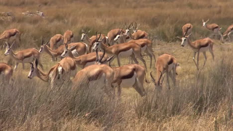 large-herd-of-springbok-grazing-in-dry-savannah-moving-right-to-left,-medium-to-long-shot,-dry-grass-in-foreground